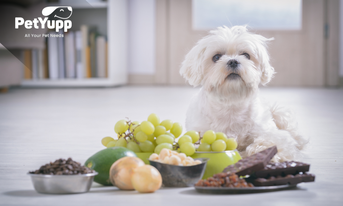 Best Dog Food for Allergies