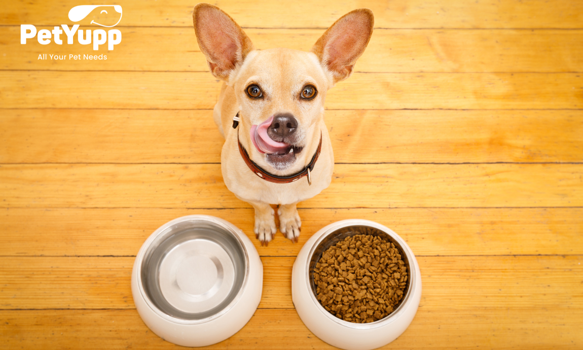 How to Choose the Right Dog Bowl?