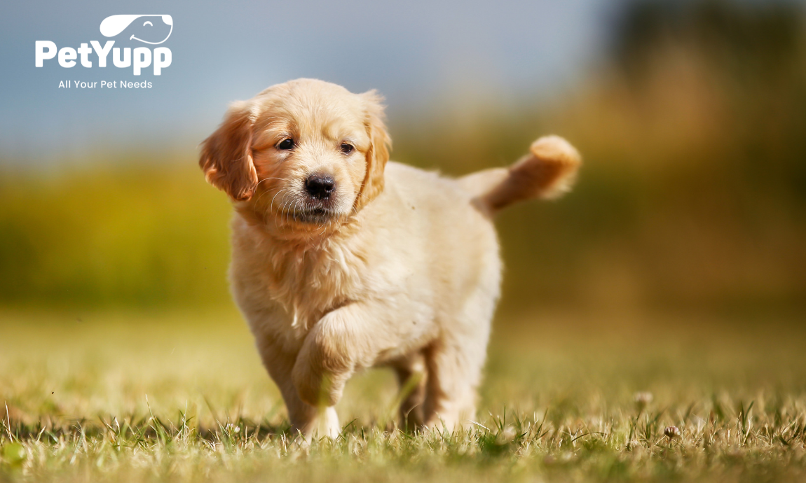How to Raise a Puppy