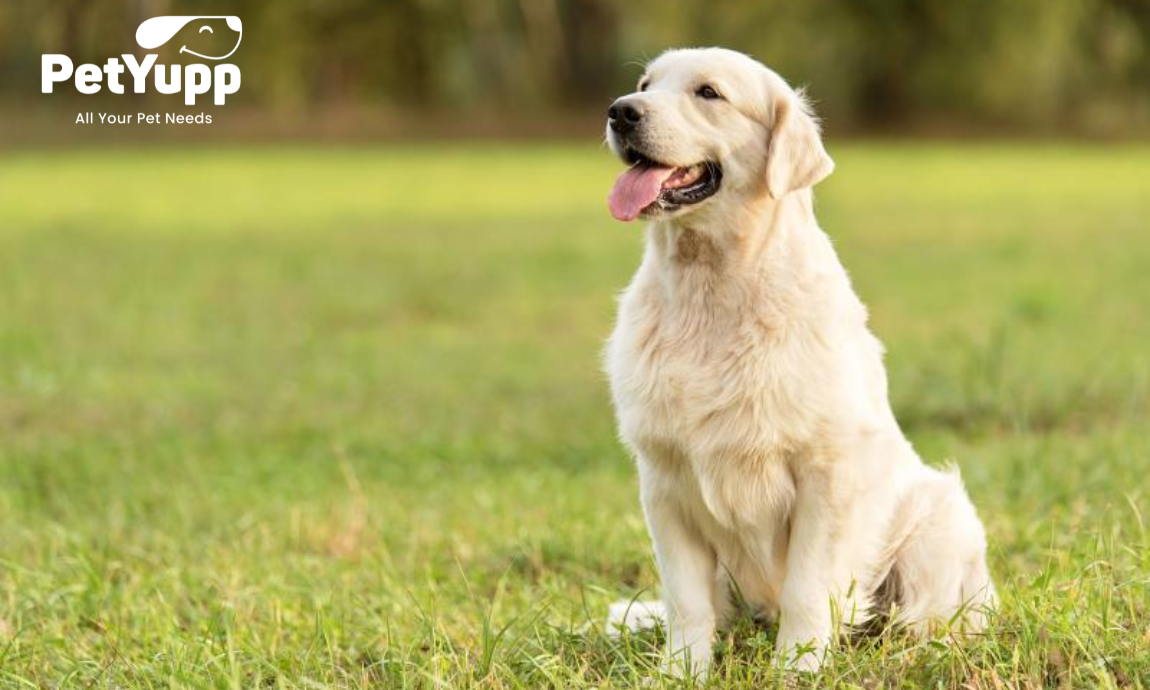 Reasons to Adopt a Senior Dog