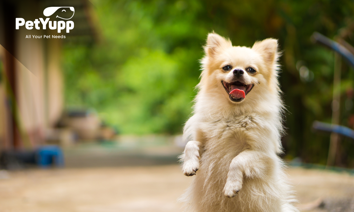 What Do Dogs Like the Most?